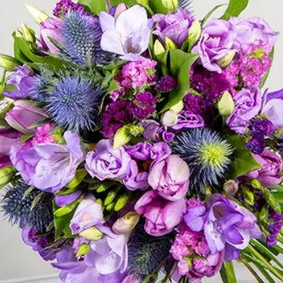 Purple Dream - Twilight Frenzy