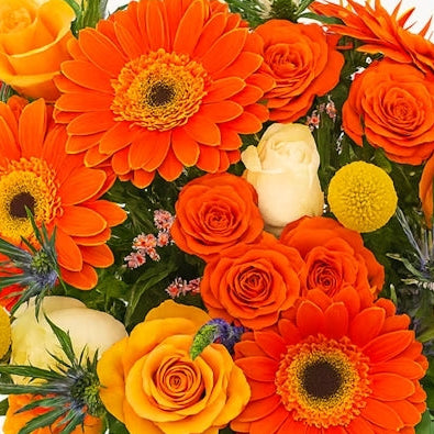 Orange Burst - Citrus Blaze