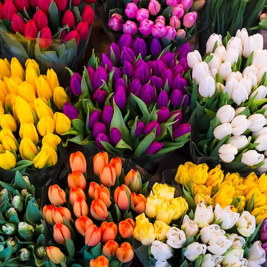 Tulips - By Stem
