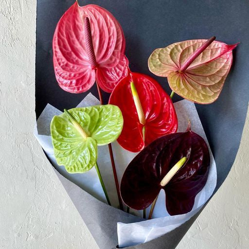 Anthurium - By Stem